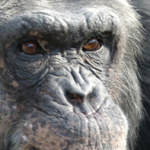 chimpansee